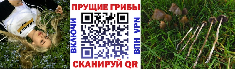 Псилоцибиновые грибы Cubensis  Калининск 